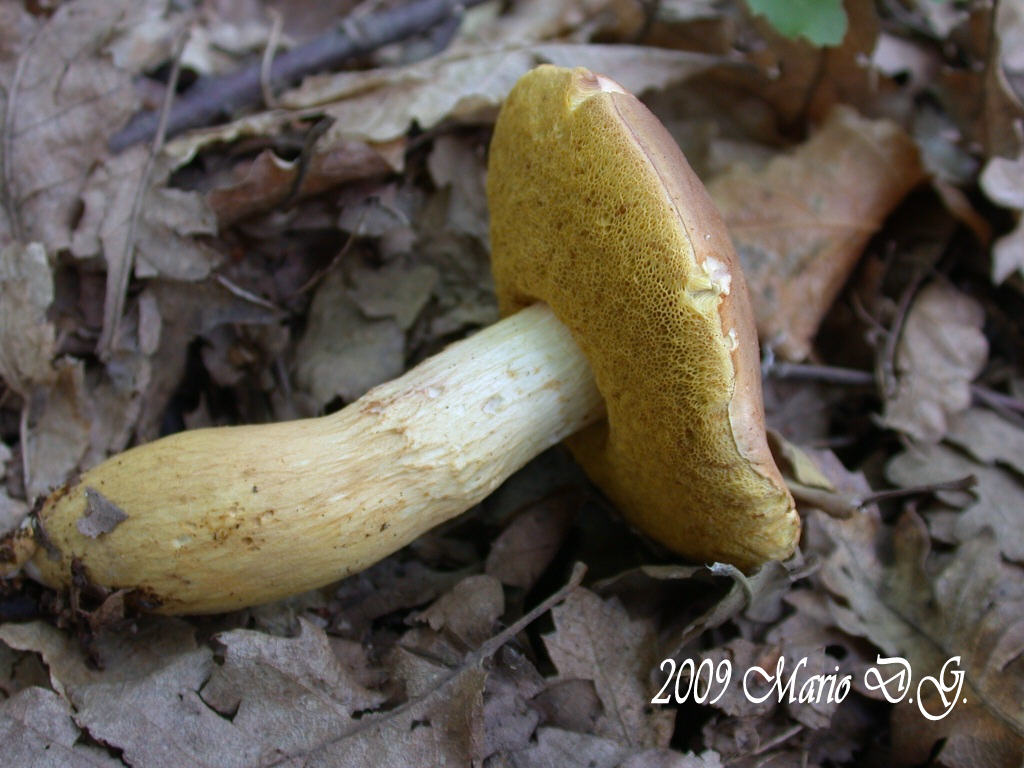 Boletus da determinare >>> n�4